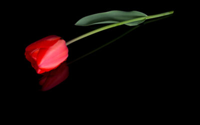 Significant reforms to Parental Bereavement Leave and Pay are being introduced in Northern Ireland.