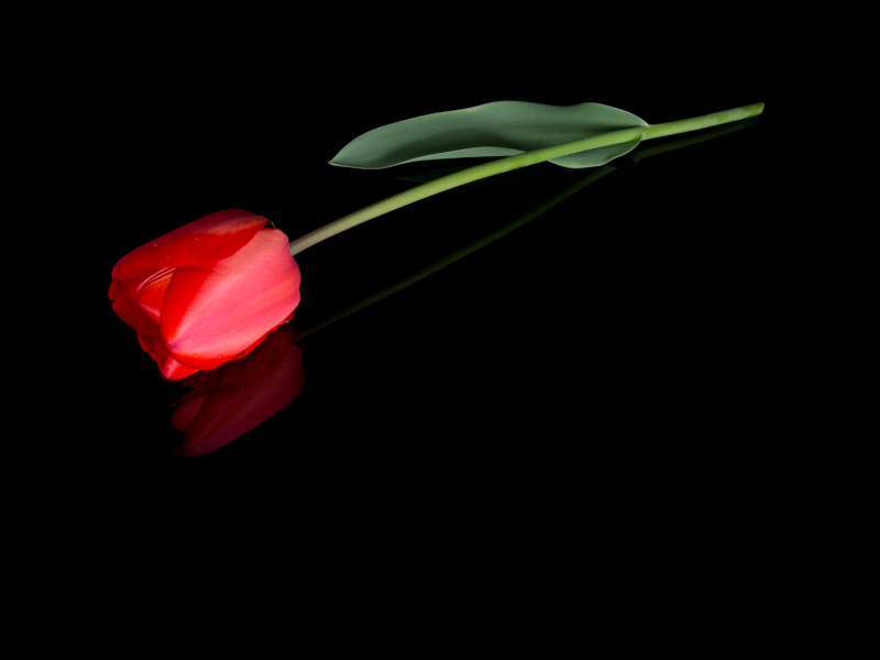 Parental Bereavement Leave and Pay